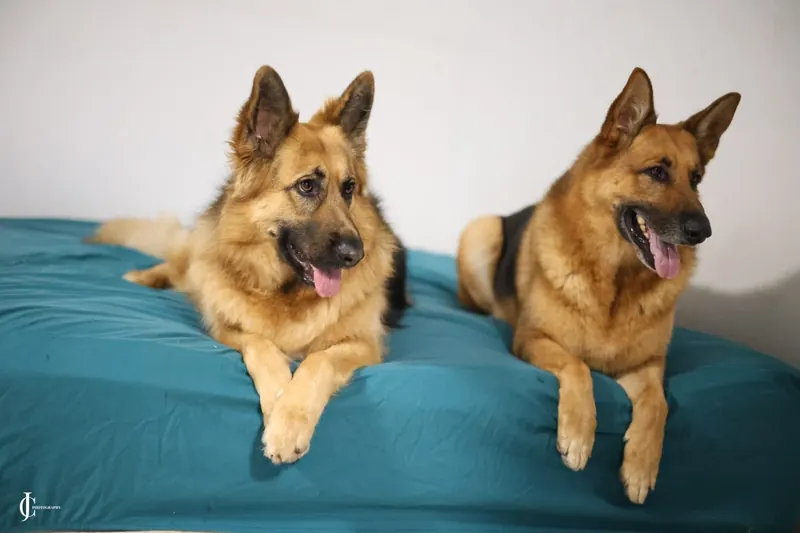 Rani and Rocky lying side by side on a teal bed