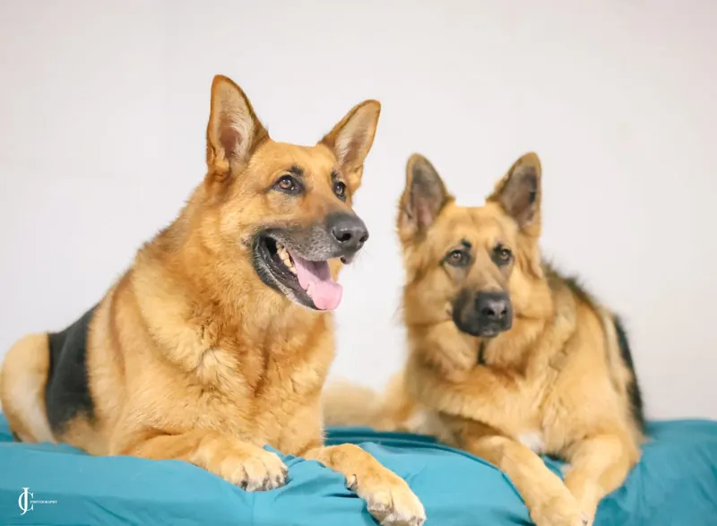 Rocky and Rani lying together on a teal bed