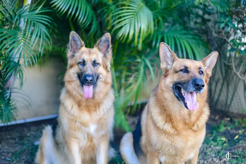 Rani and Rocky in the garden with tongues out