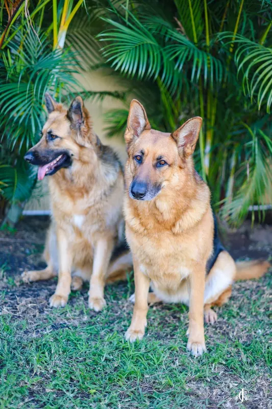 Rani and Rocky sitting together on the grass under palm trees
